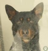 Zipper, ADOPTABLE, Young Male Lancashire Heeler.