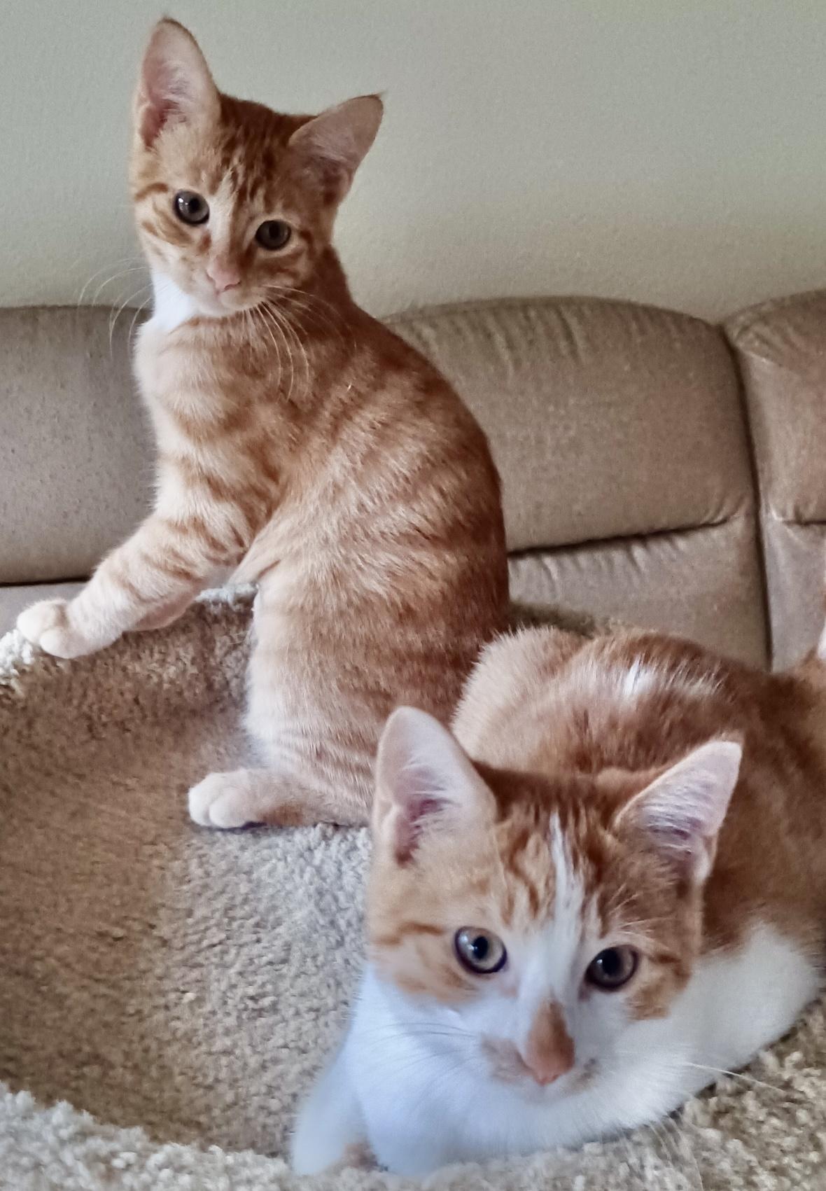 Enlarge Robbi and Ricki, a Adoptable mixed breed in Renton, WA image 1/5