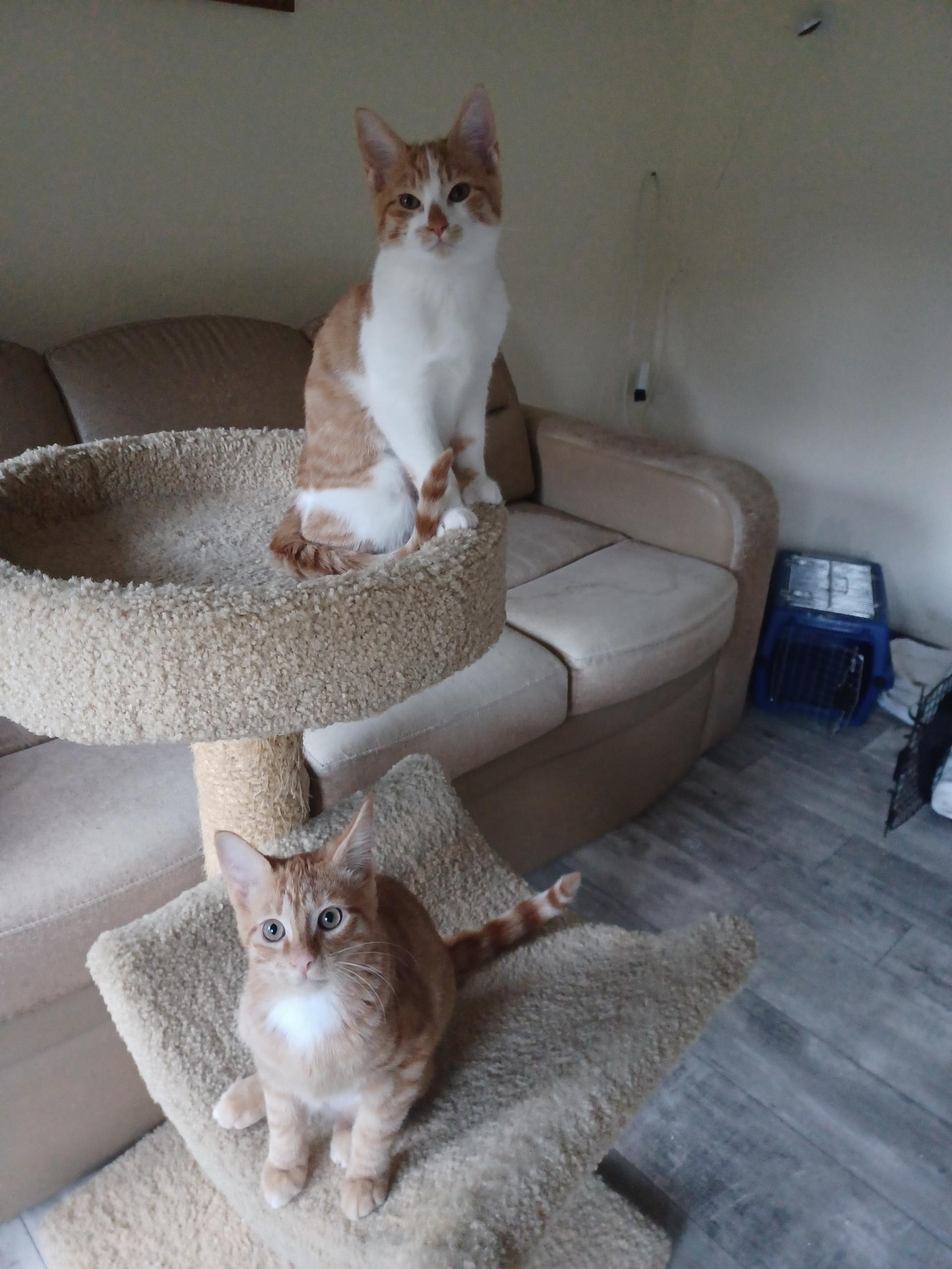 Enlarge Robbi and Ricki, a Adoptable mixed breed in Renton, WA image 2/5