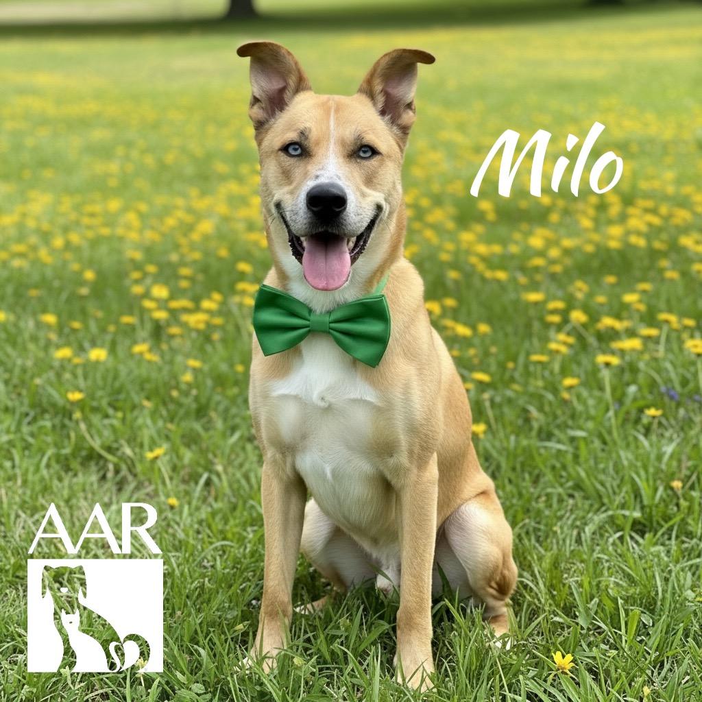 Milo, Adoptable, Senior Male Husky & Black Mouth Cur.