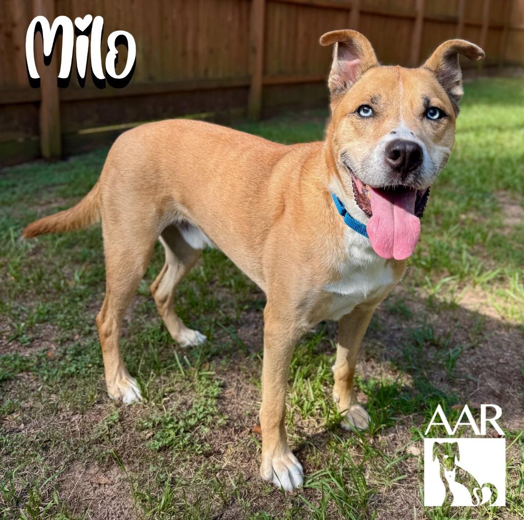 Milo, a Adoptable mixed breed in Magnolia, TX image 2/6