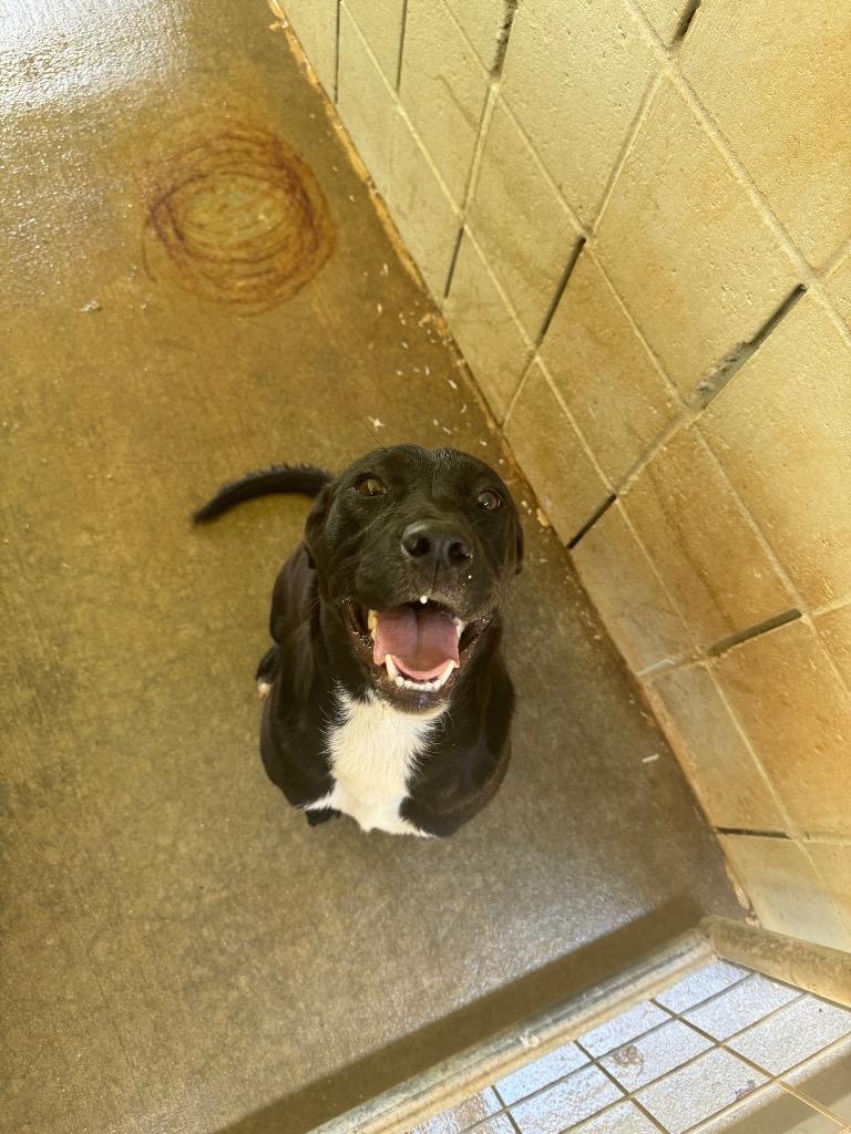 Dolly, Adoptable, Adult Female Mixed Breed.