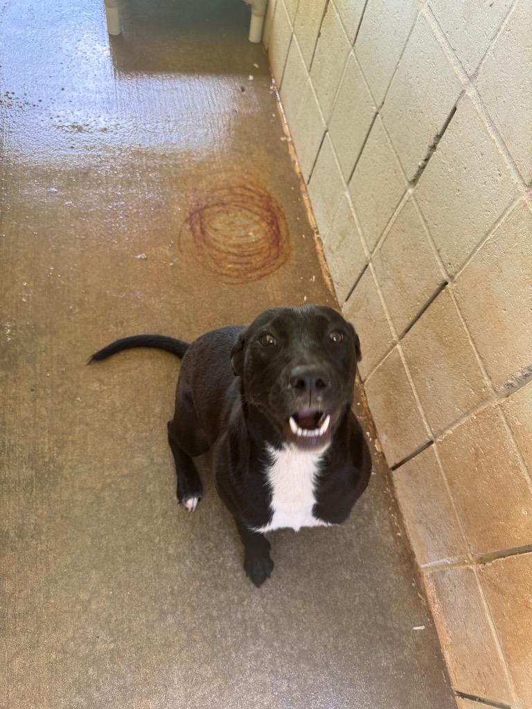 Dolly, Adoptable, Adult Female Mixed Breed.