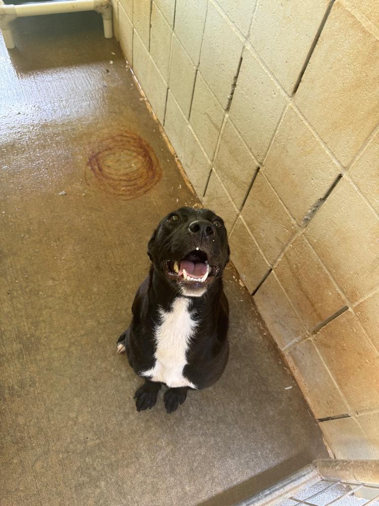 Dolly, a Adoptable mixed breed in Lawrenceburg, TN image 3/6