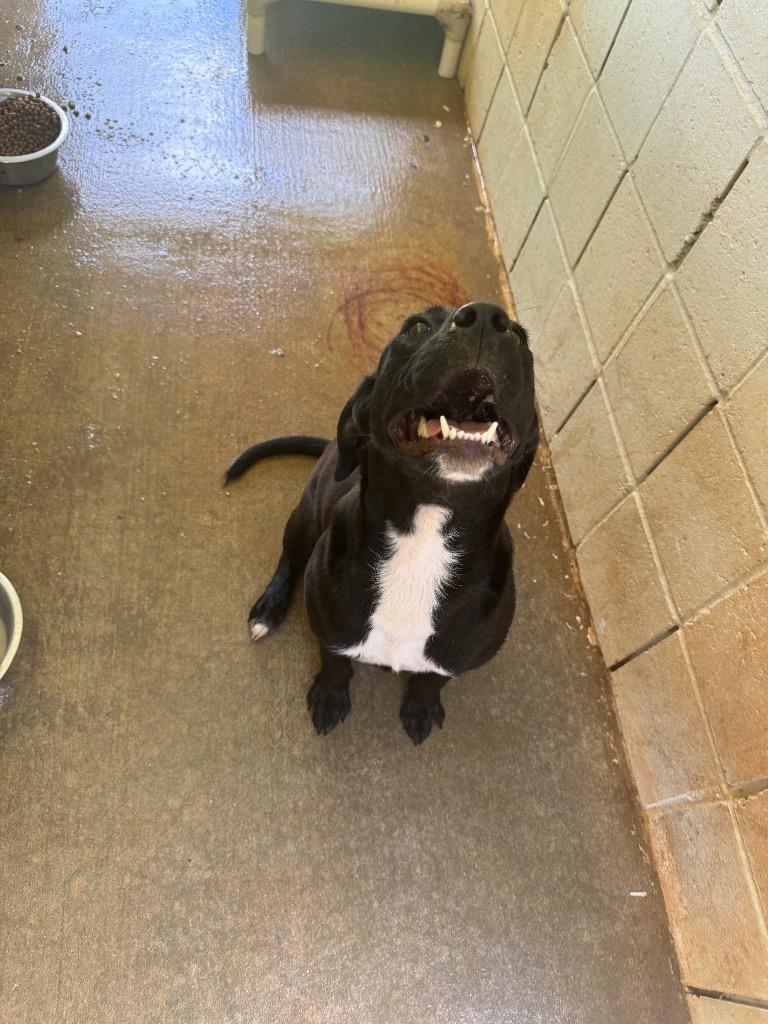 Dolly, a Adoptable mixed breed in Lawrenceburg, TN image 4/6