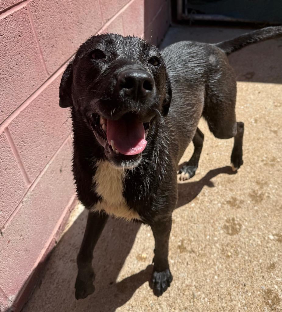 Dolly, a Adoptable mixed breed in Lawrenceburg, TN image 5/6