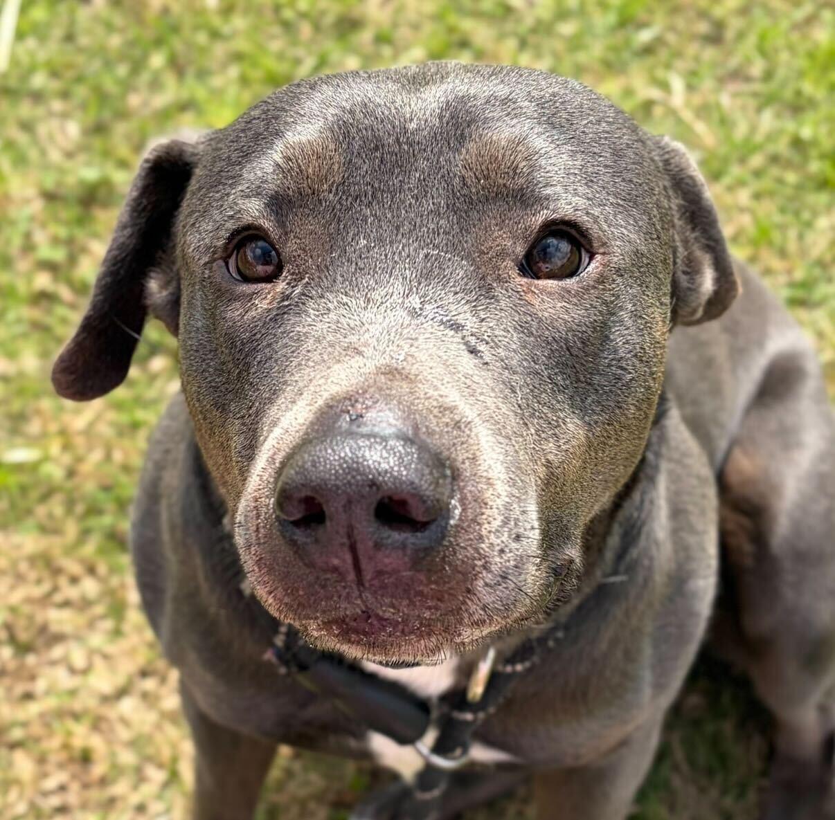 Enlarge Cookie Crisp, a ADOPTABLE mixed breed in Jefferson, WI image 1/2