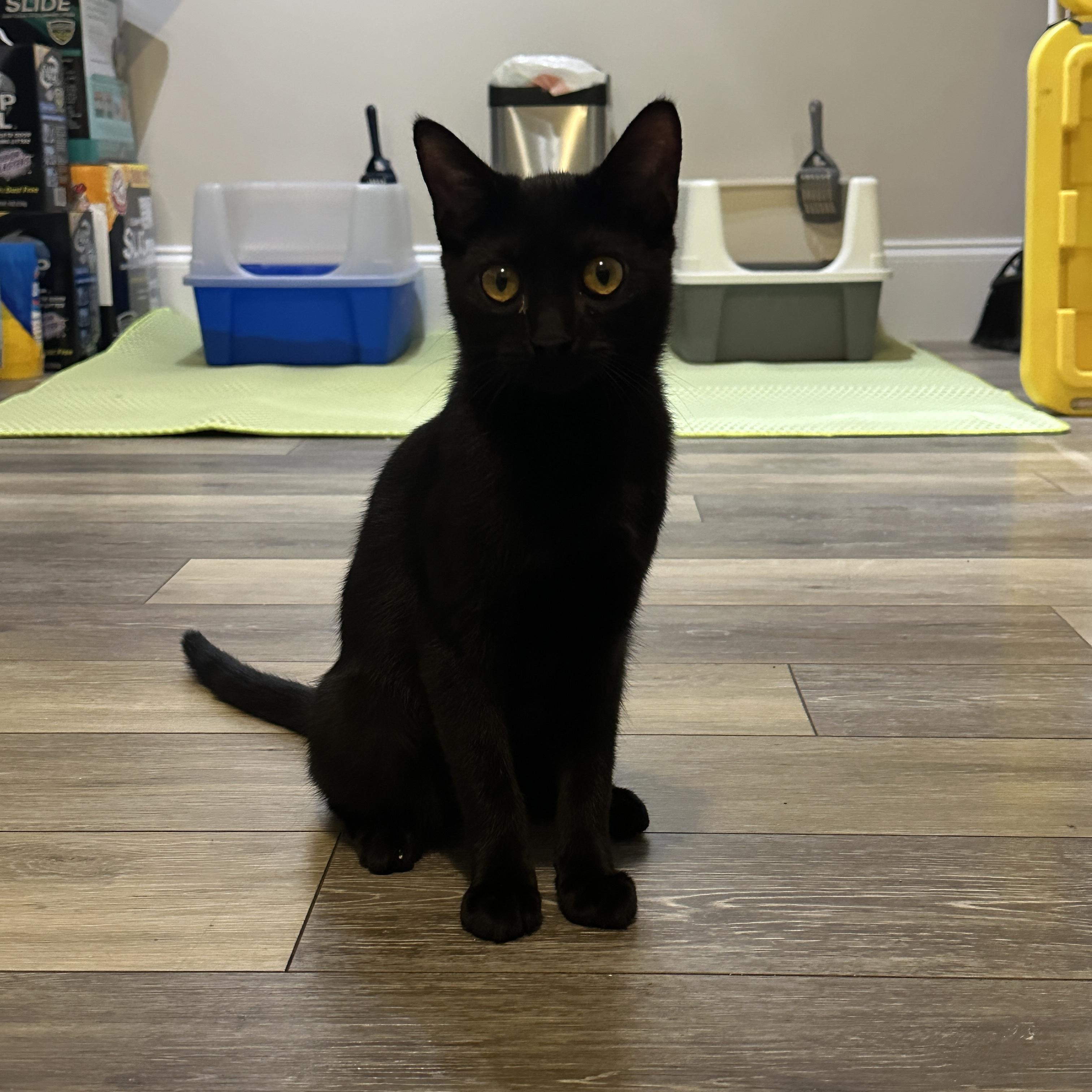 Enlarge Ember, a Adoptable Domestic Short Hair in Mauldin, SC image 3/6