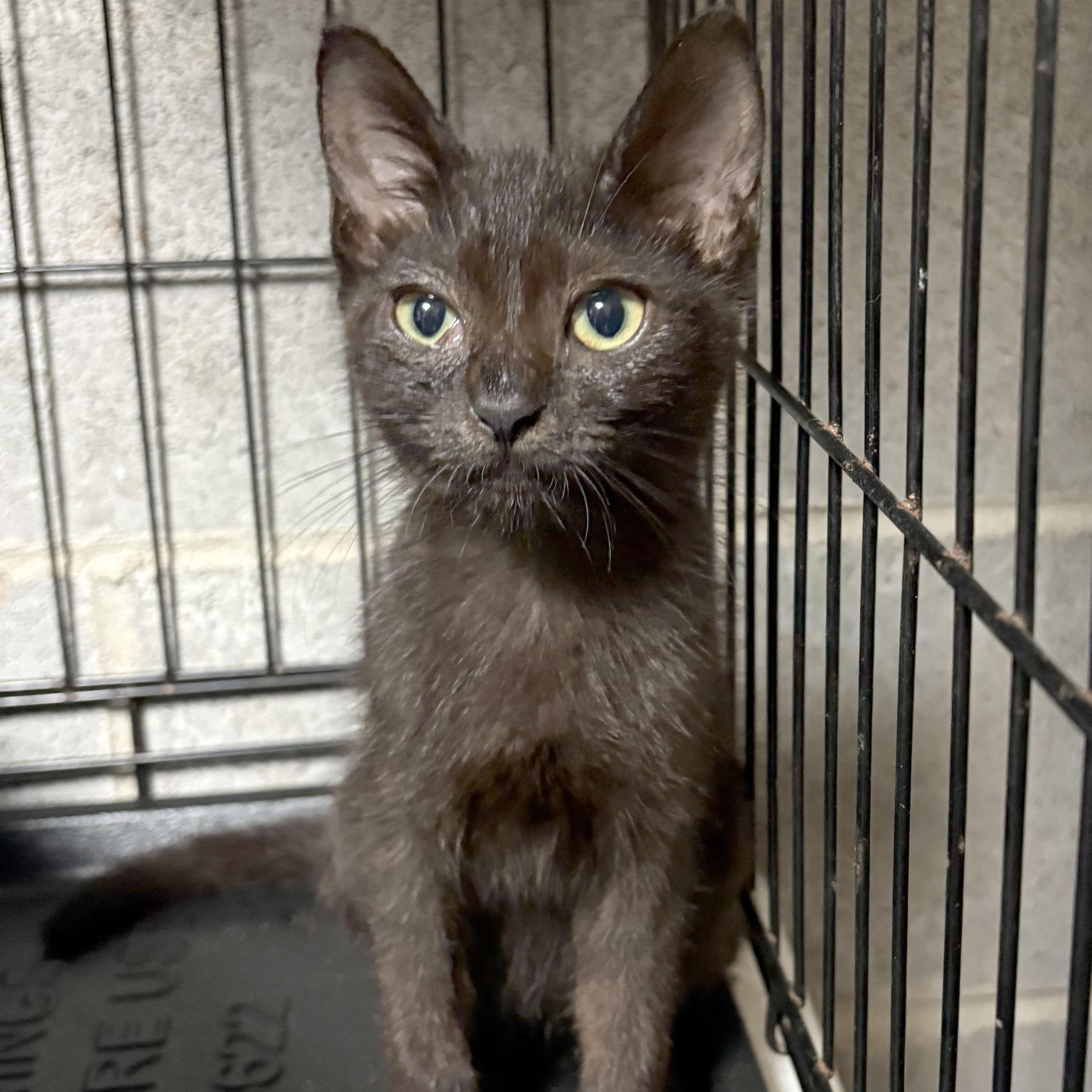 Ember, a Adoptable Domestic Short Hair in Mauldin, SC image 3/4
