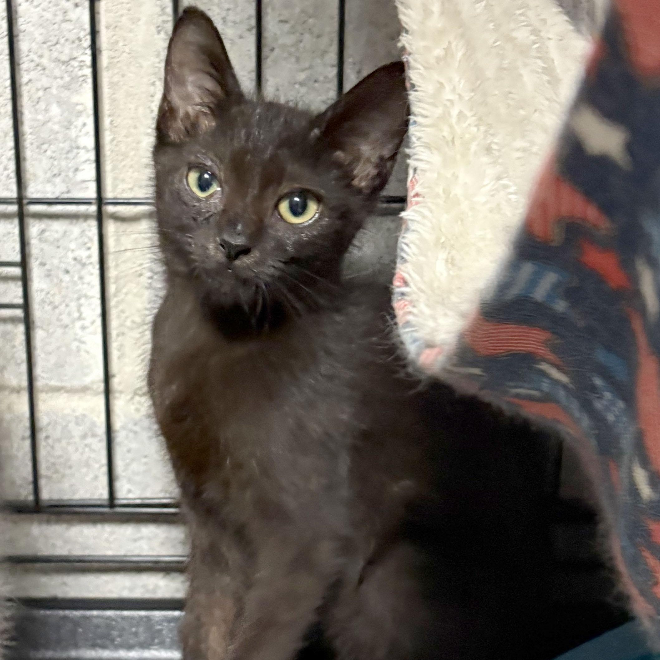 Ember, a Adoptable Domestic Short Hair in Mauldin, SC image 4/4