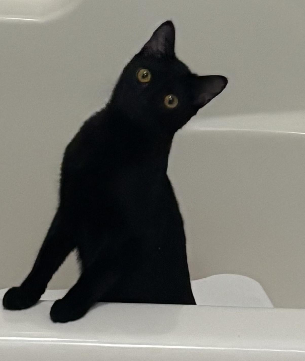 Enlarge Ember, a Adoptable Domestic Short Hair in Mauldin, SC image 1/6