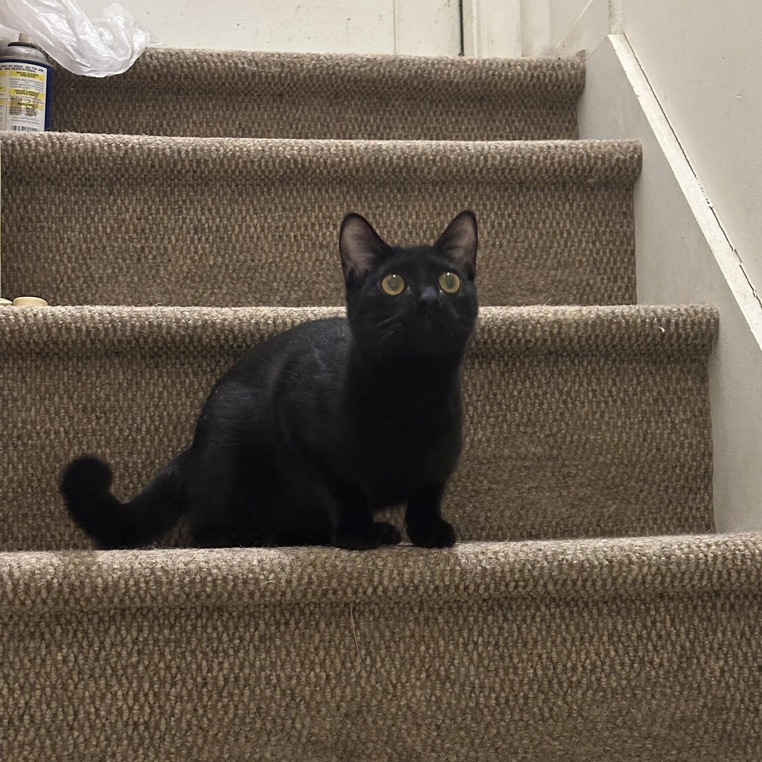 Enlarge Ember, a Adoptable Domestic Short Hair in Mauldin, SC image 2/6