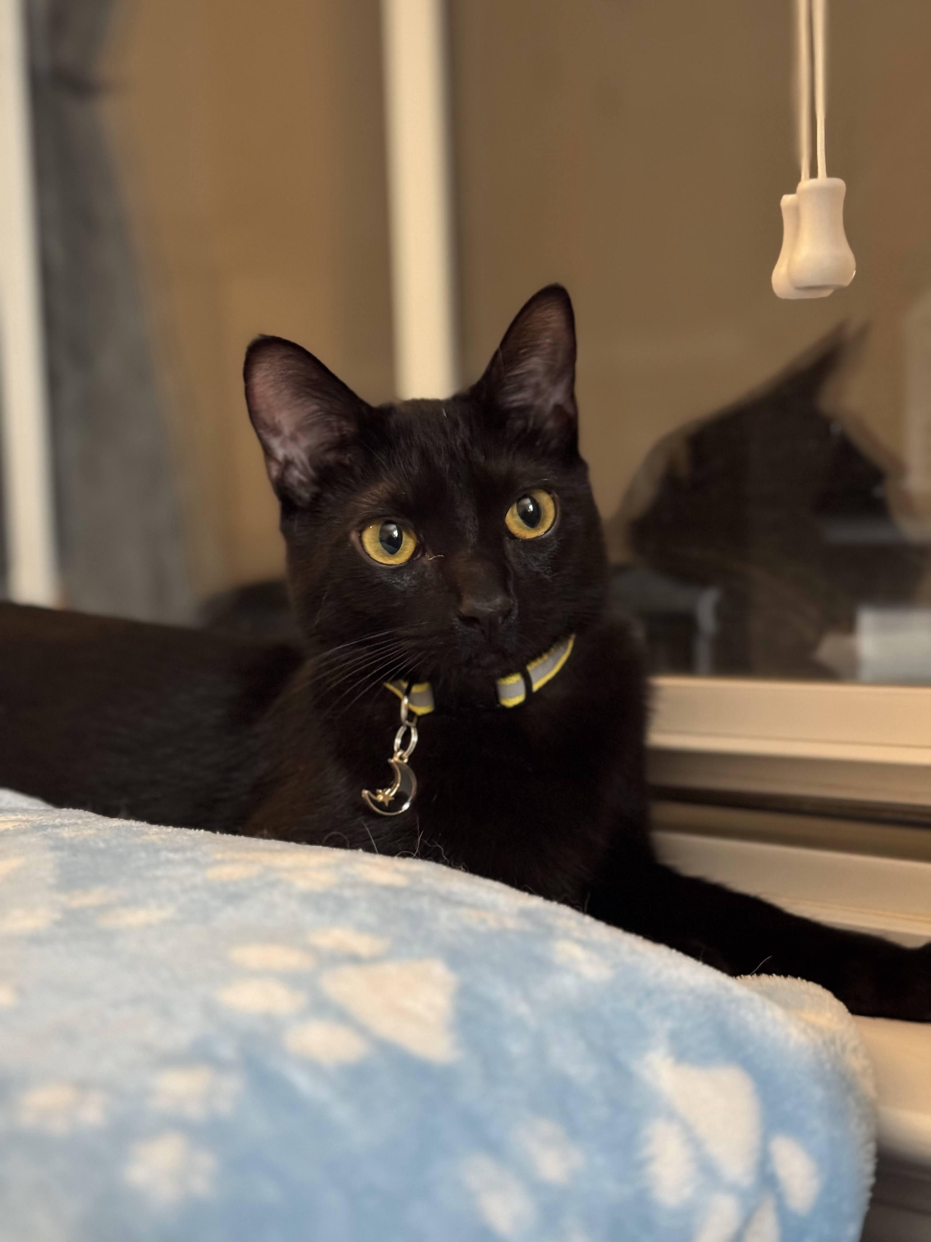 Ember, Adoptable, Kitten Female Domestic Short Hair.