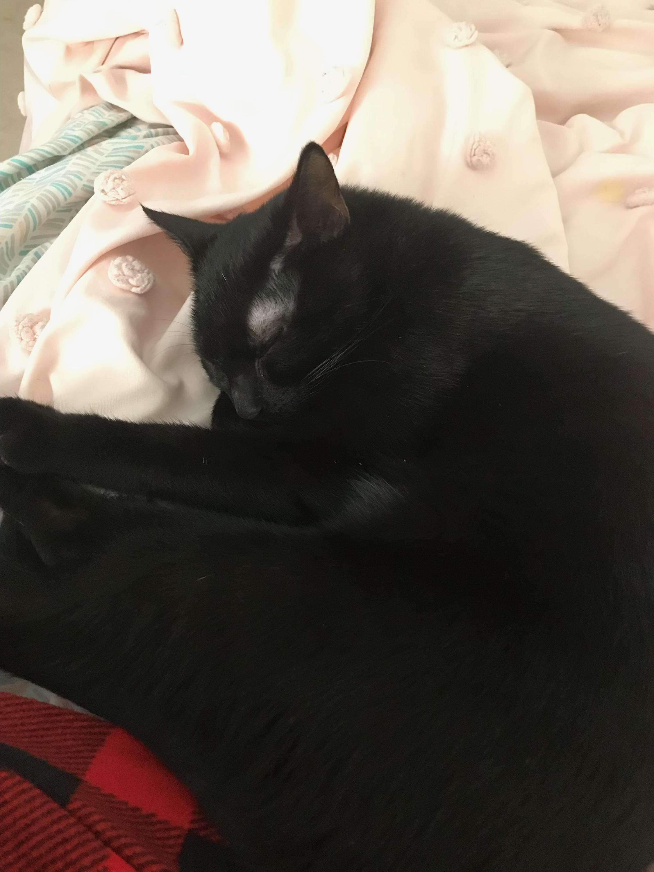 Enlarge Ember, a Adoptable Domestic Short Hair in Mauldin, SC image 6/6