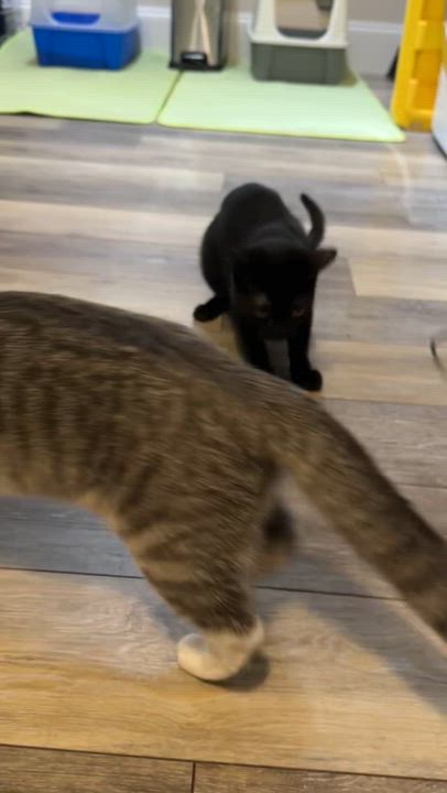 Enlarge Ember, a Adoptable Domestic Short Hair in Mauldin, SC video 4/6