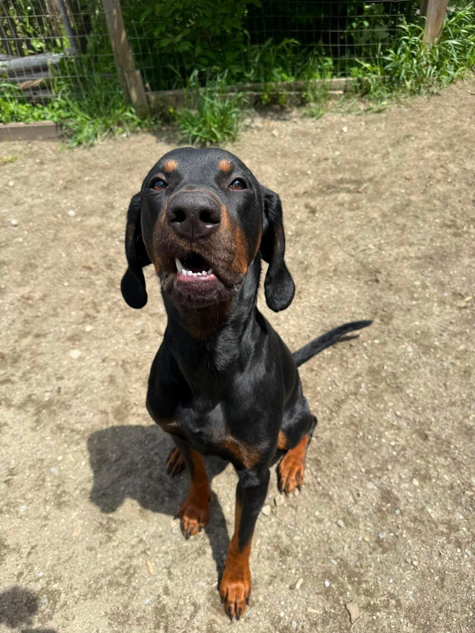 Enlarge Dash, a ADOPTABLE Plott Hound in St. Albans, VT image 3/4