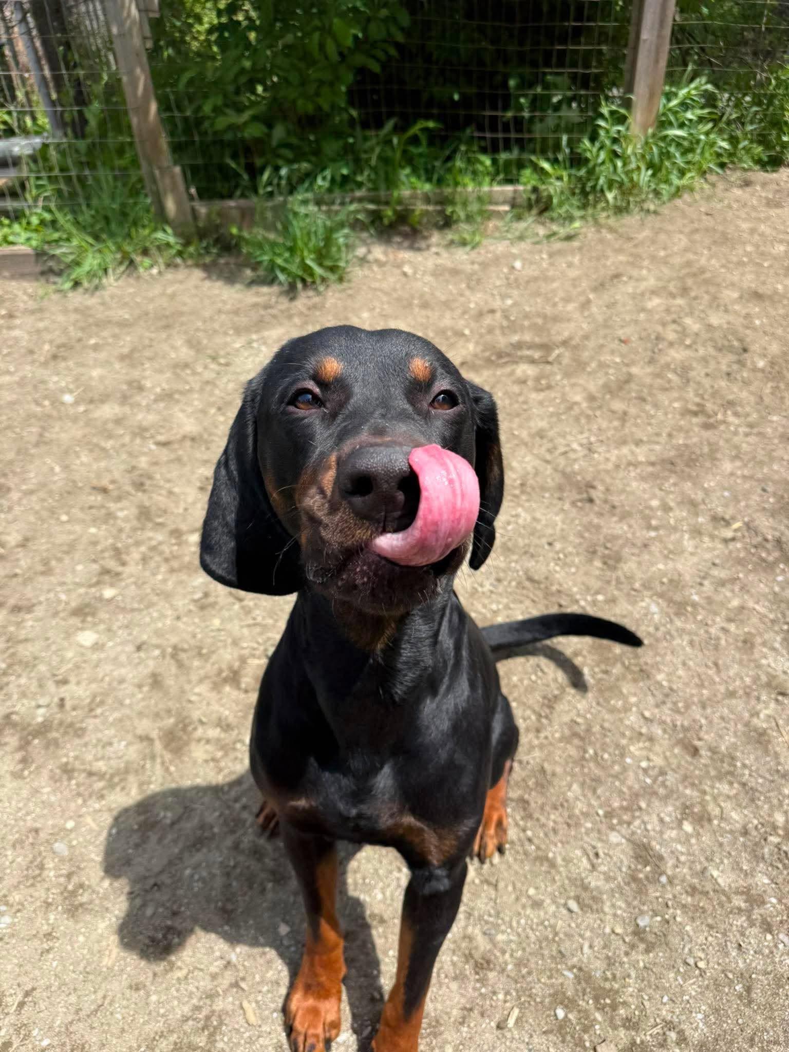 Enlarge Dash, a ADOPTABLE Plott Hound in St. Albans, VT image 1/4