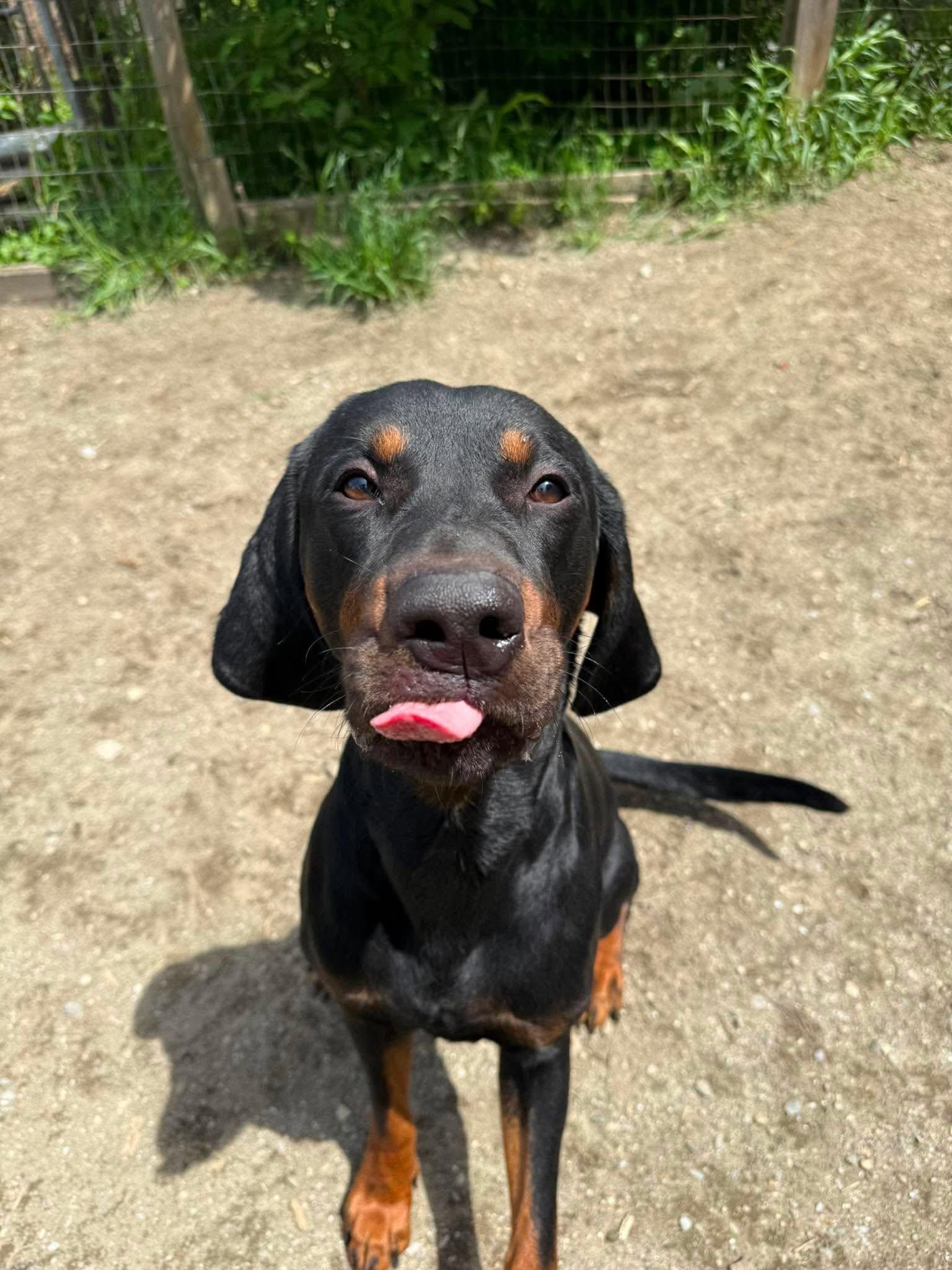 Enlarge Dash, a ADOPTABLE Plott Hound in St. Albans, VT image 2/4