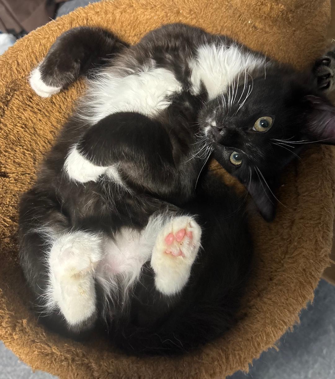 Enlarge Socks, a ADOPTABLE Domestic Short Hair in Bear, DE image 1/3