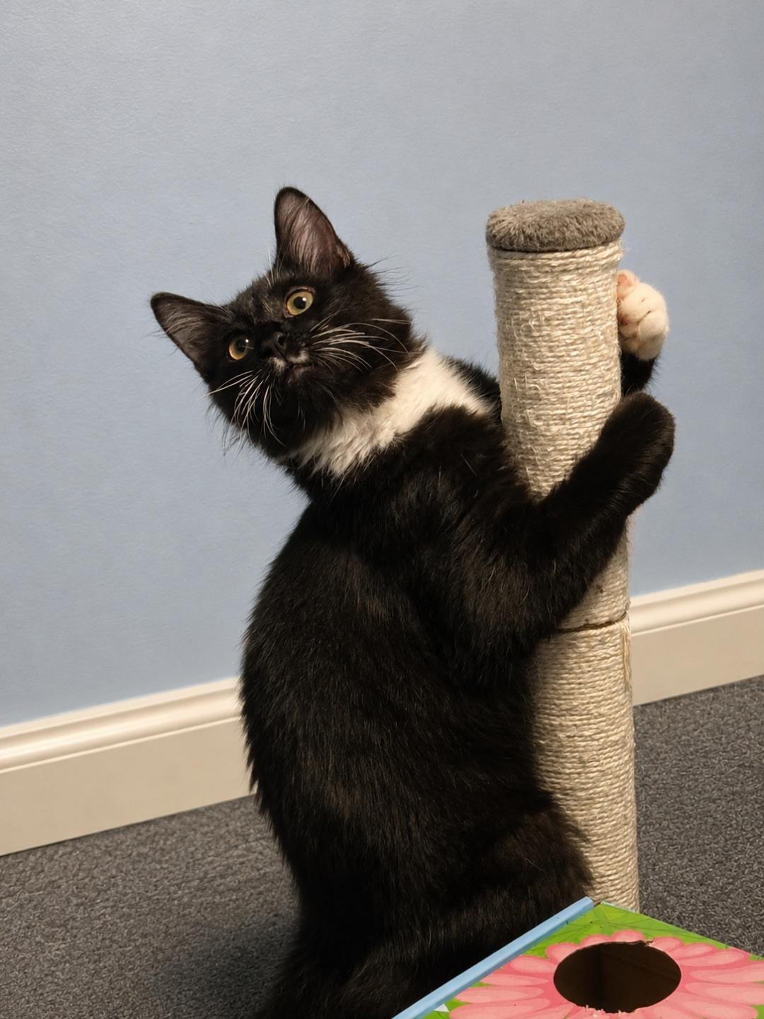 Enlarge Socks, a ADOPTABLE Domestic Short Hair in Bear, DE image 3/3