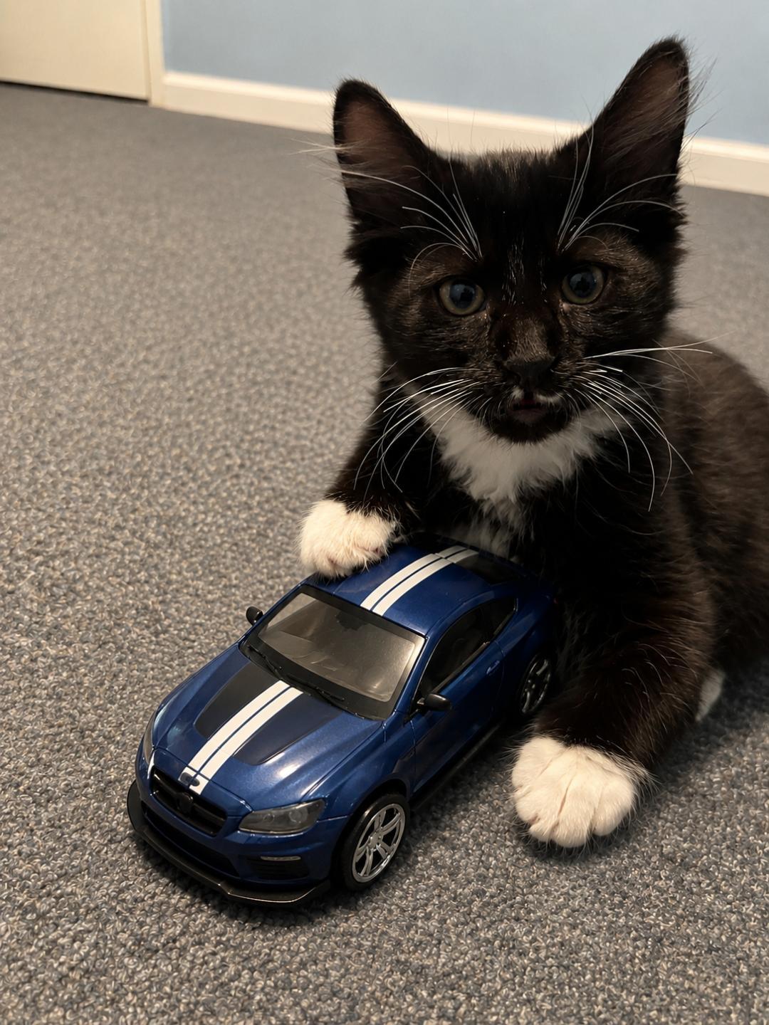 Enlarge Socks, a ADOPTABLE Domestic Short Hair in Bear, DE image 2/3