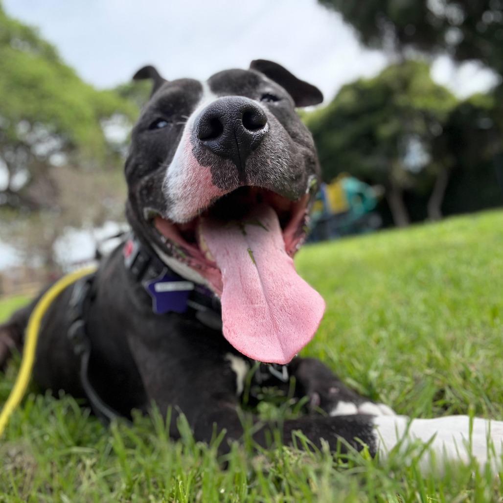 Enlarge Hot Cocoa, a Adoptable Mixed Breed in San Francisco, CA image 1/6