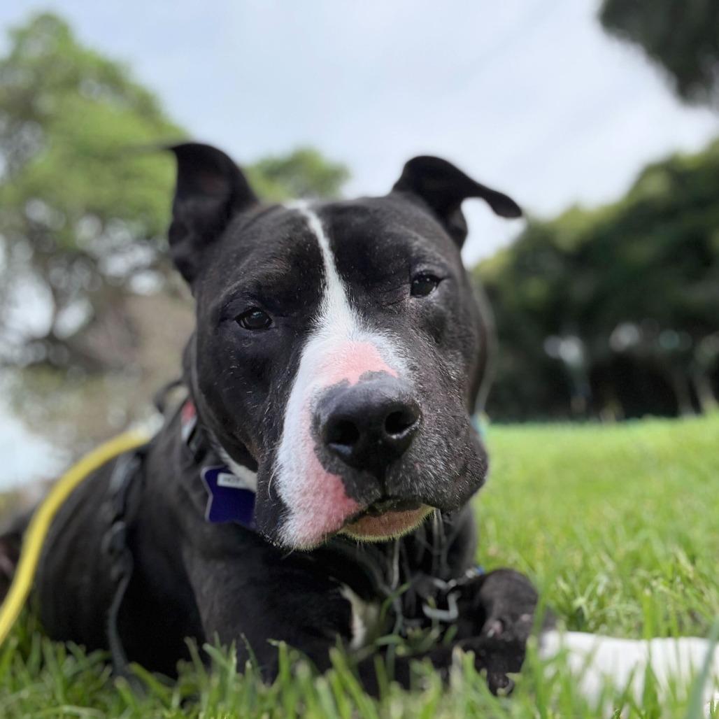 Enlarge Hot Cocoa, a Adoptable Mixed Breed in San Francisco, CA image 2/6