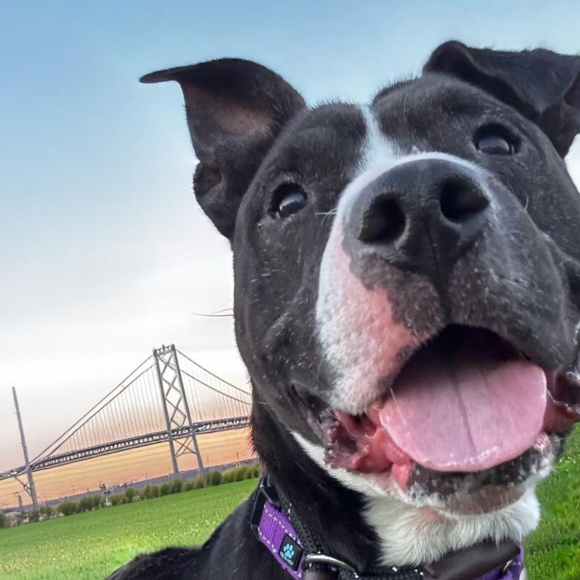 Enlarge Hot Cocoa, a Adoptable Mixed Breed in San Francisco, CA image 3/6