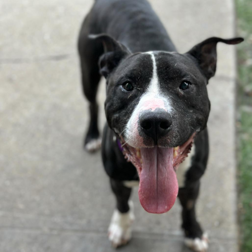 Enlarge Hot Cocoa, a Adoptable Mixed Breed in San Francisco, CA image 4/6