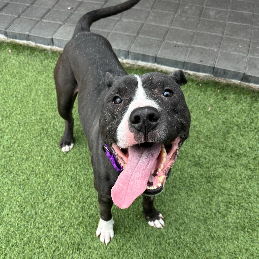 Enlarge Hot Cocoa, a Adoptable Mixed Breed in San Francisco, CA image 5/6