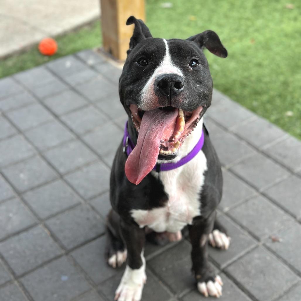 Enlarge Hot Cocoa, a Adoptable Mixed Breed in San Francisco, CA image 6/6