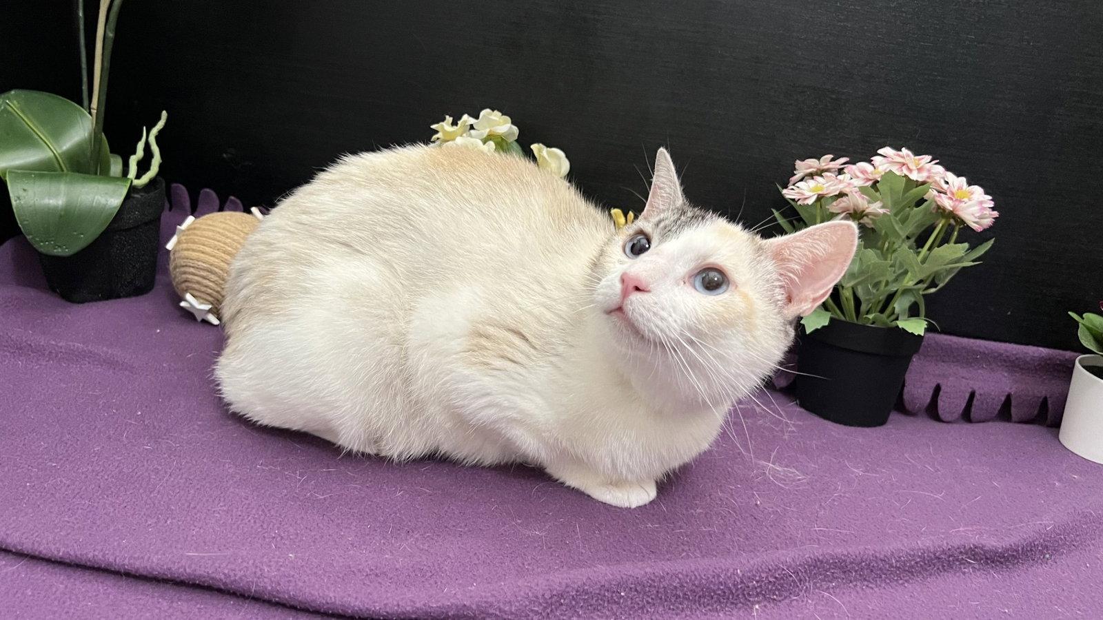 Nettle, Adoptable, Young Female Siamese & Domestic Short Hair.