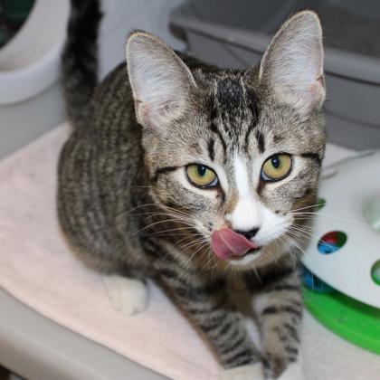Jade, Adoptable, Kitten Female Domestic Short Hair & Domestic Short Hair.