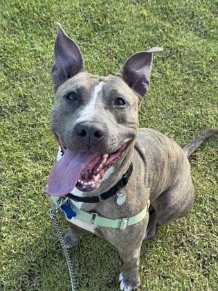 Enlarge Nala, a Adoptable mixed breed in Honolulu, HI image 1/3