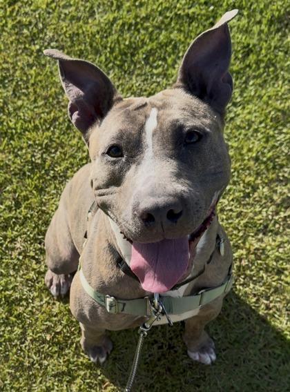 Enlarge Nala, a Adoptable mixed breed in Honolulu, HI image 2/3