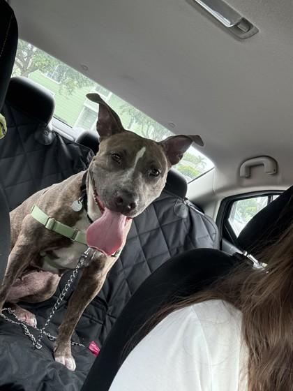 Enlarge Nala, a Adoptable mixed breed in Honolulu, HI image 3/3