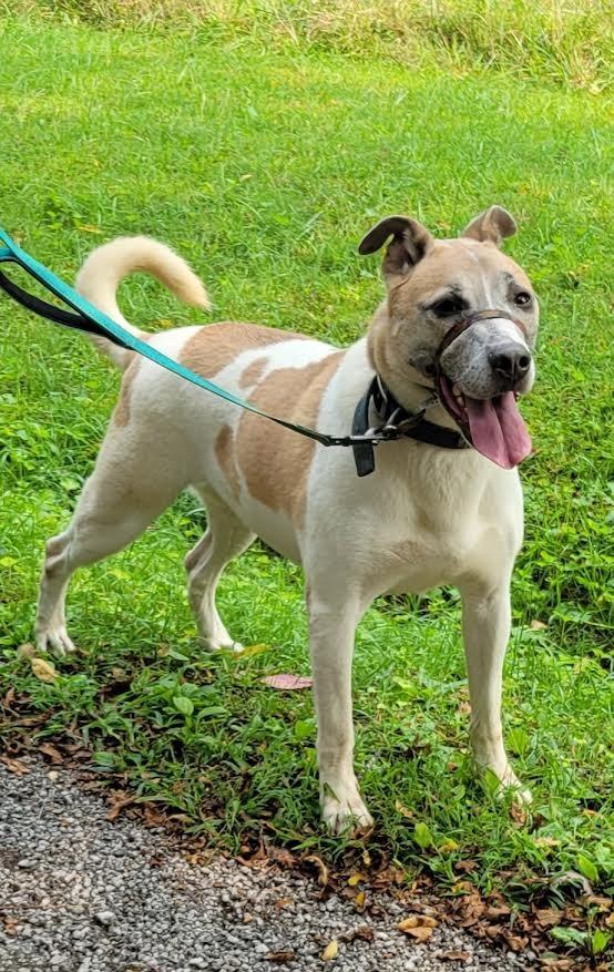 Pax, Adoptable, Adult Male American Bulldog & Mixed Breed.