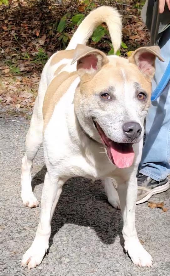 Enlarge Pax, a Adoptable mixed breed in Crossville, TN image 5/6