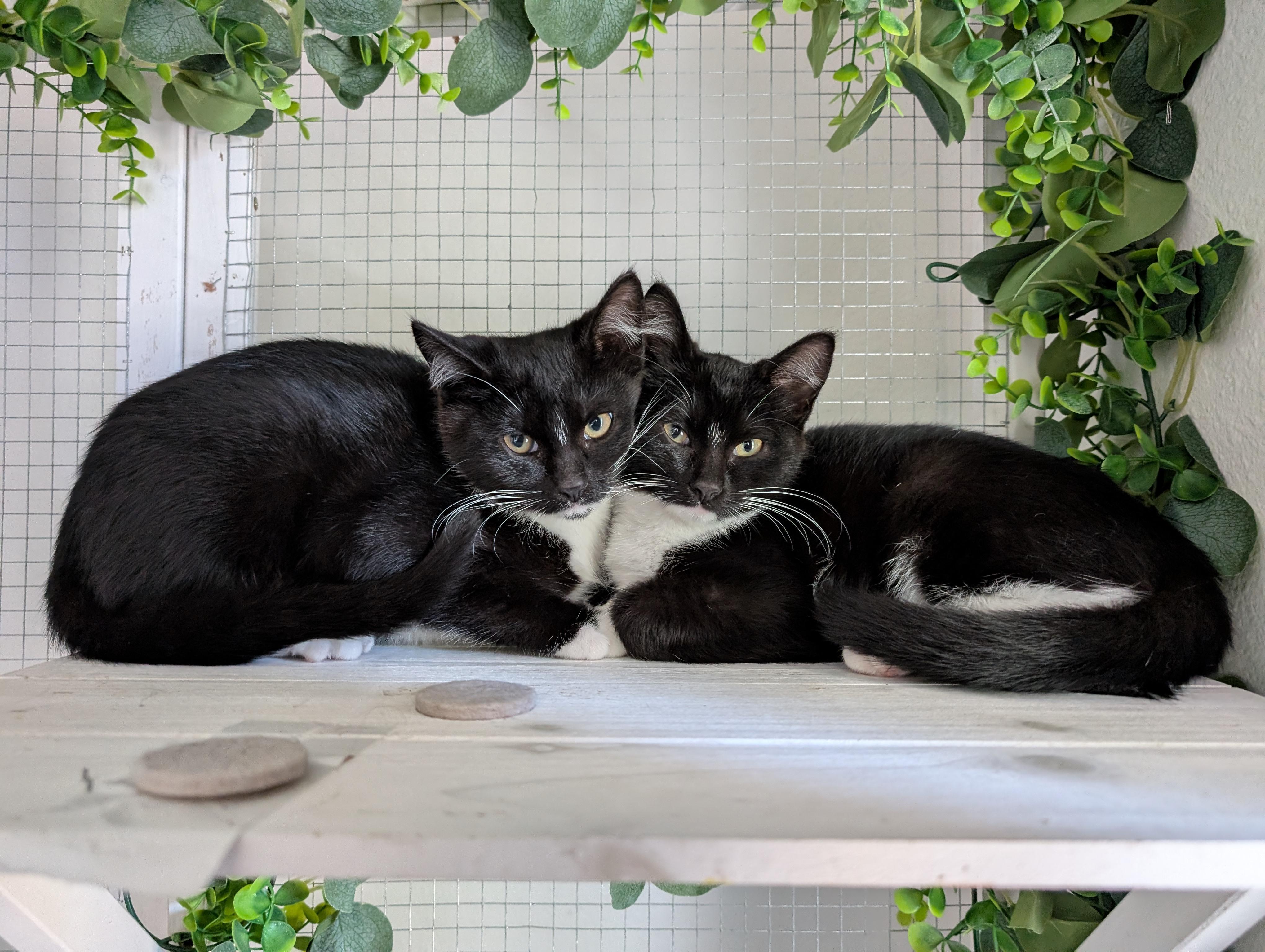 Valka and Stoick (bonded pair), Adoptable, Young Male Domestic Short Hair.