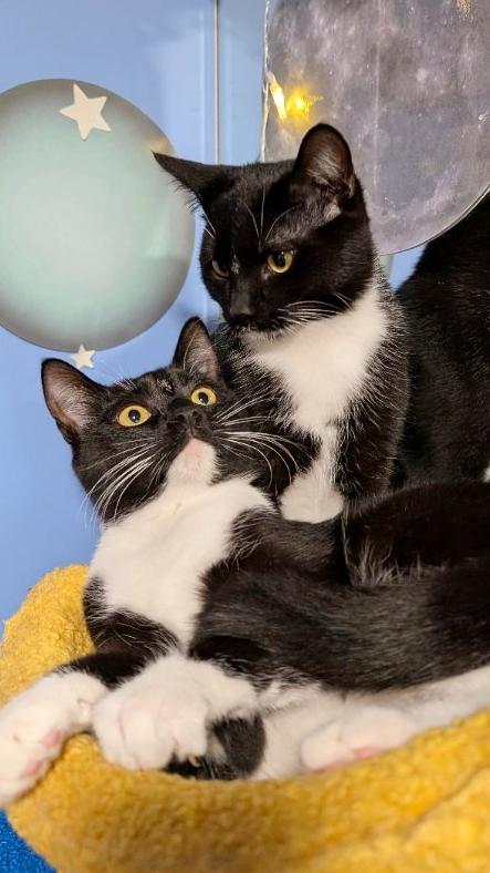 Valka and Stoick (bonded pair), a Adoptable Domestic Short Hair in Beaverton, OR image 2/5