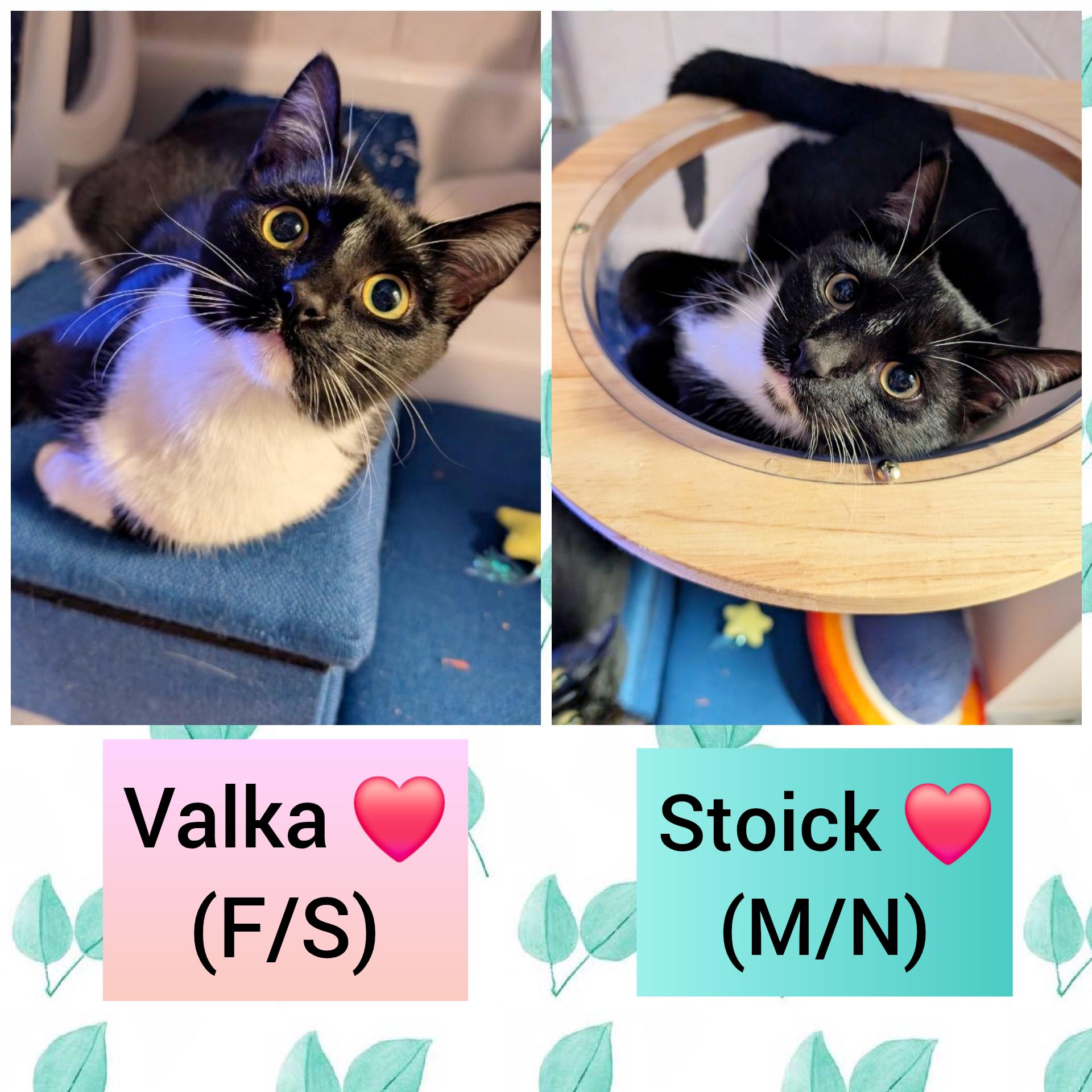 Valka and Stoick (bonded pair) 3