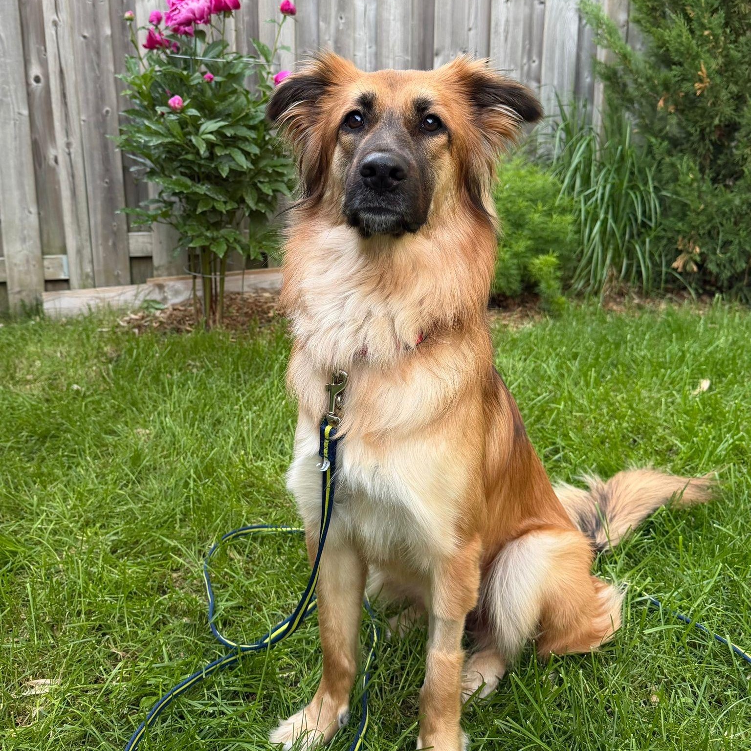 Enlarge Beautiful JASMINE, an adopted mixed breed in Etobicoke, ON image 1/6
