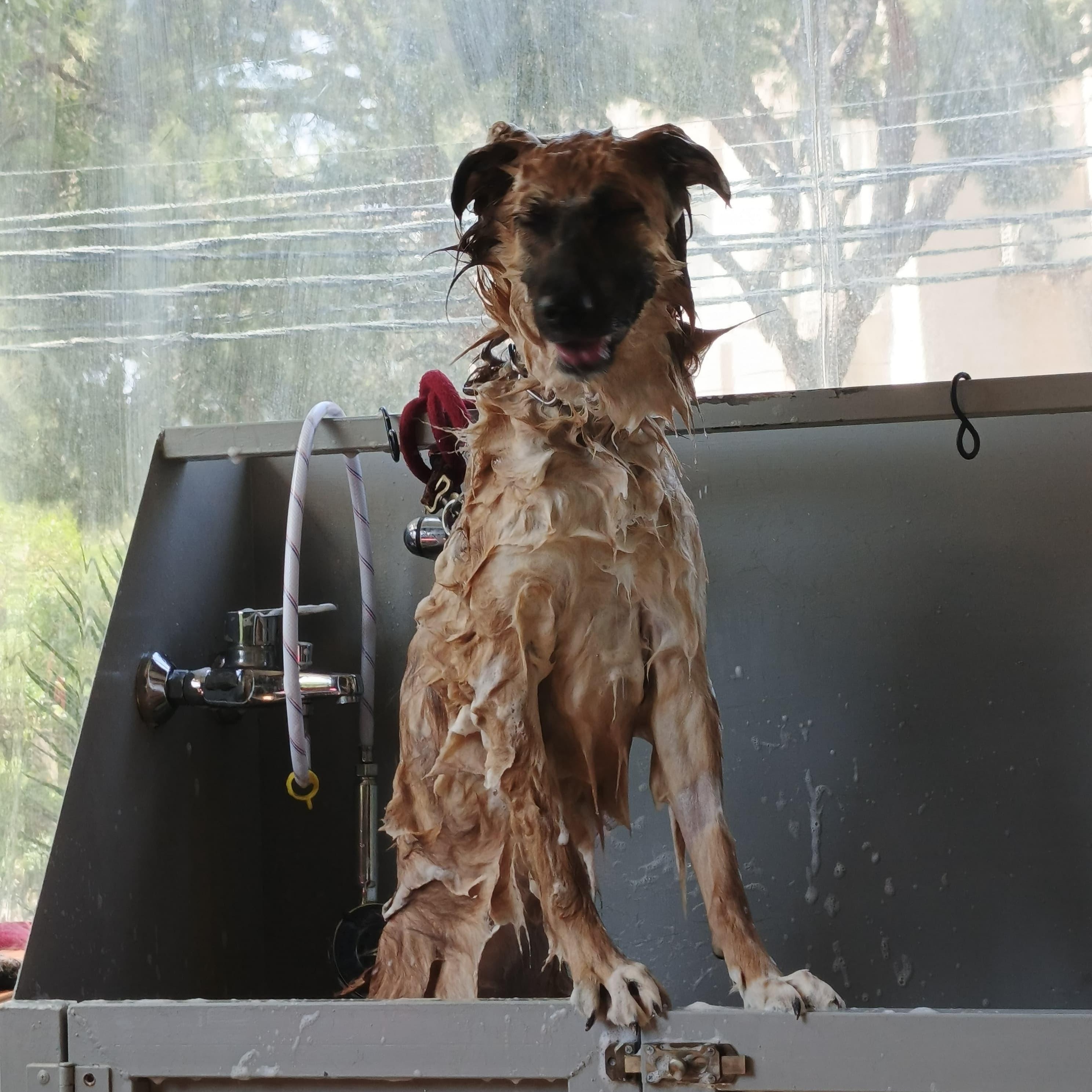Enlarge Beautiful JASMINE, an adopted mixed breed in Etobicoke, ON image 6/6