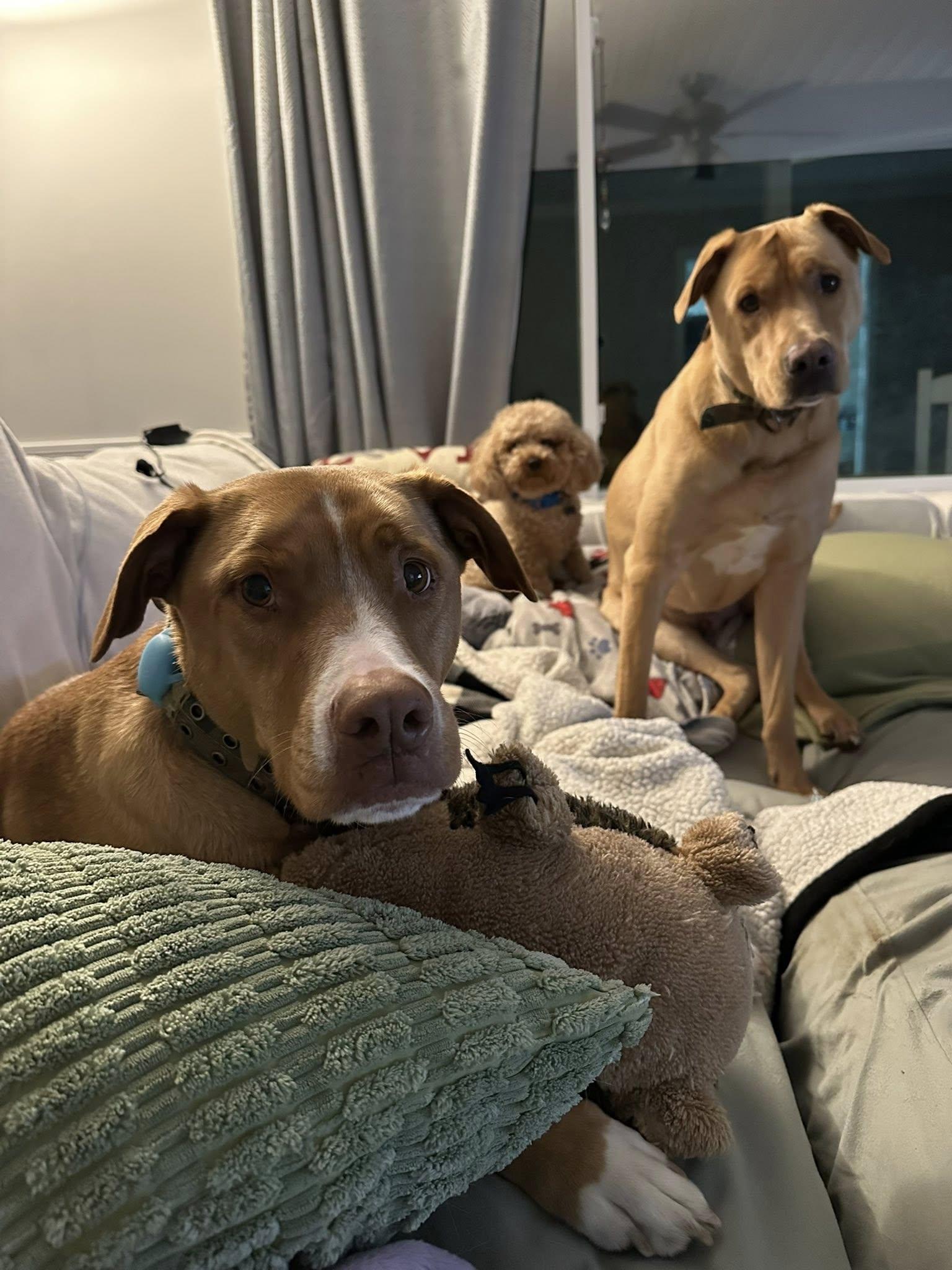 Enlarge Tyson and Romeo - Courtesy Post, a Adoptable mixed breed in Bowie, MD image 4/4