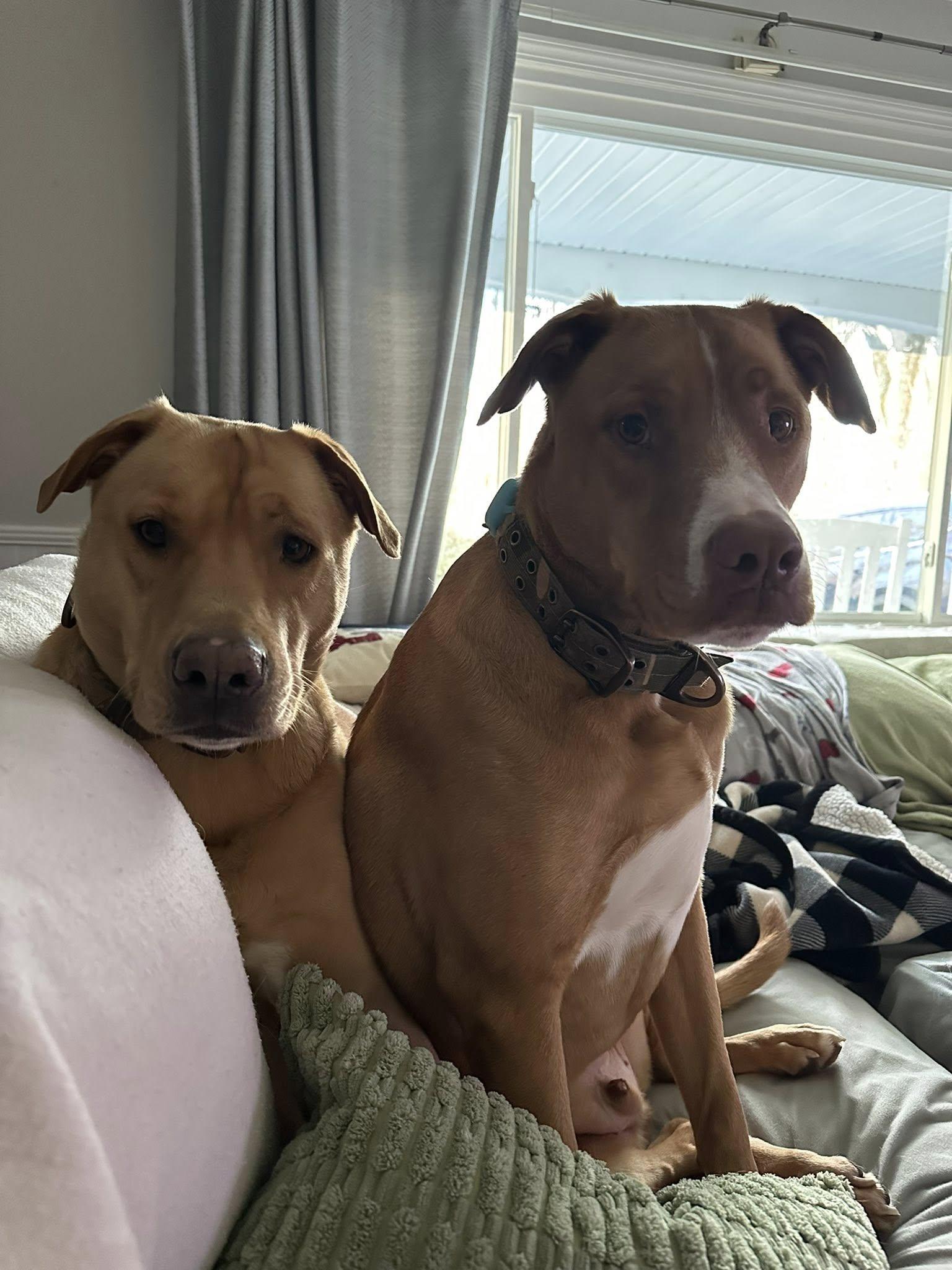 Tyson and Romeo - Courtesy Post, Adoptable, Adult Male Labrador Retriever.