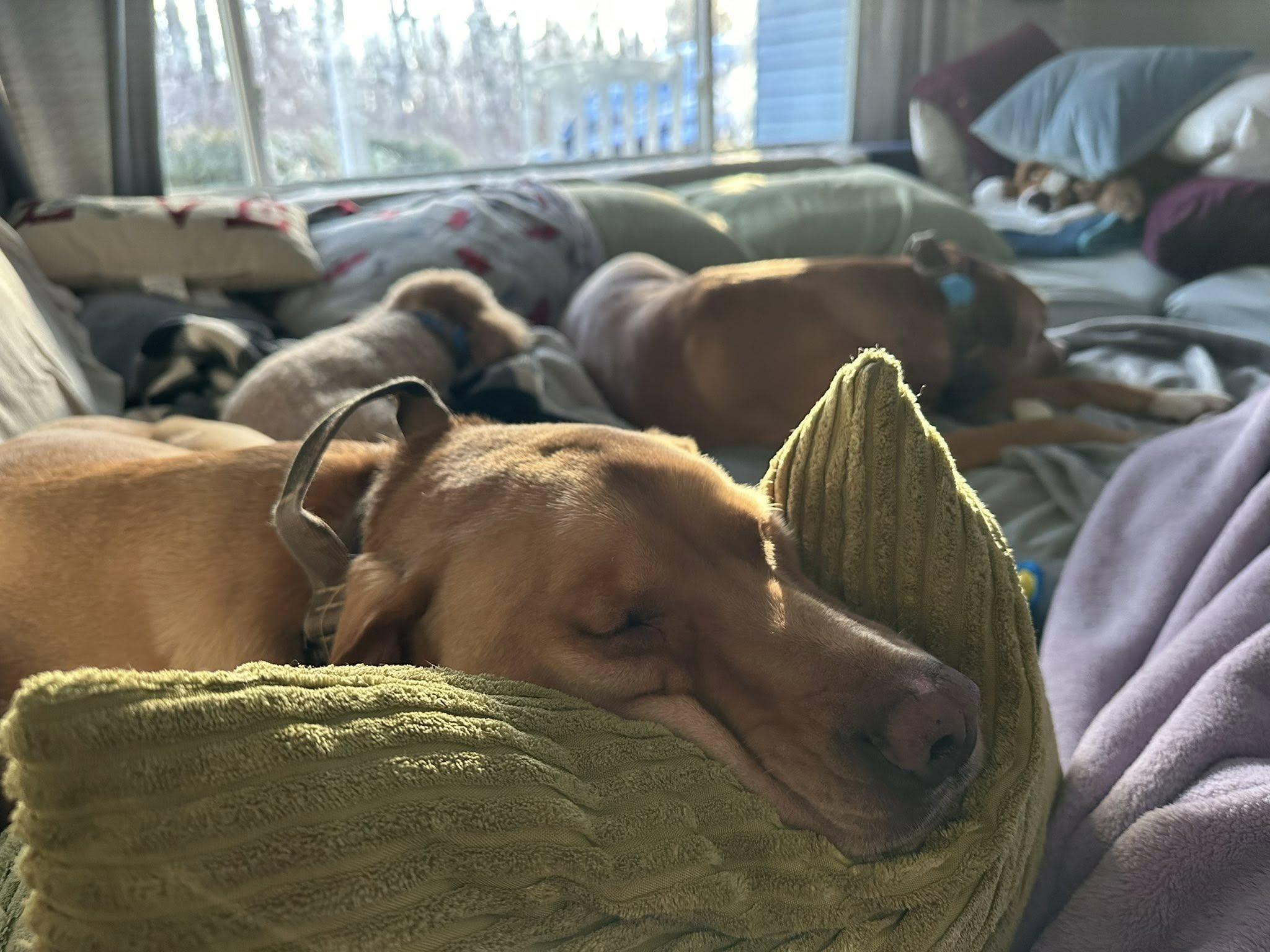 Enlarge Tyson and Romeo - Courtesy Post, a Adoptable mixed breed in Bowie, MD image 3/4