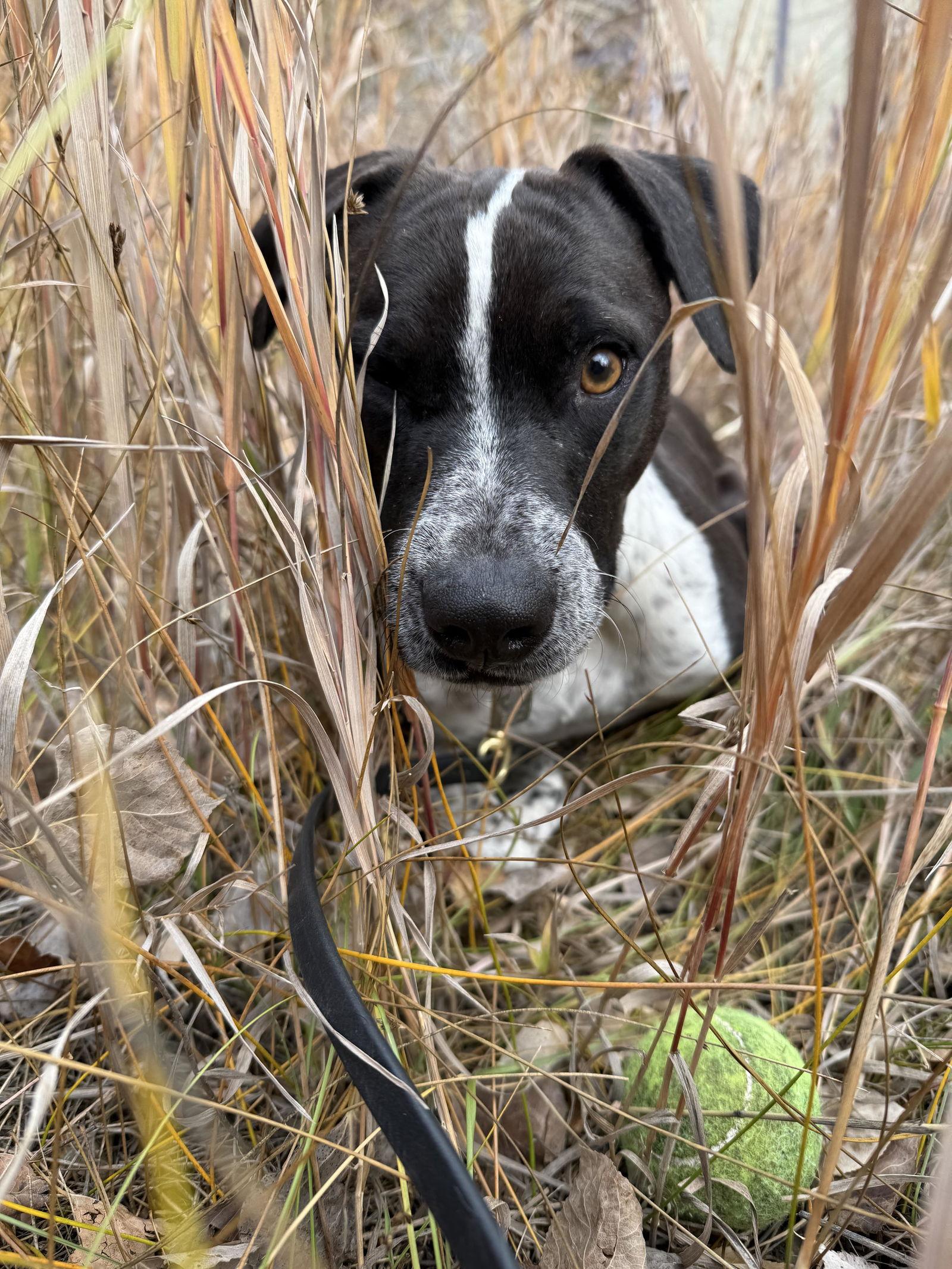 Waldo, Adoptable, Adult Male Australian Cattle Dog / Blue Heeler & Pit Bull Terrier.