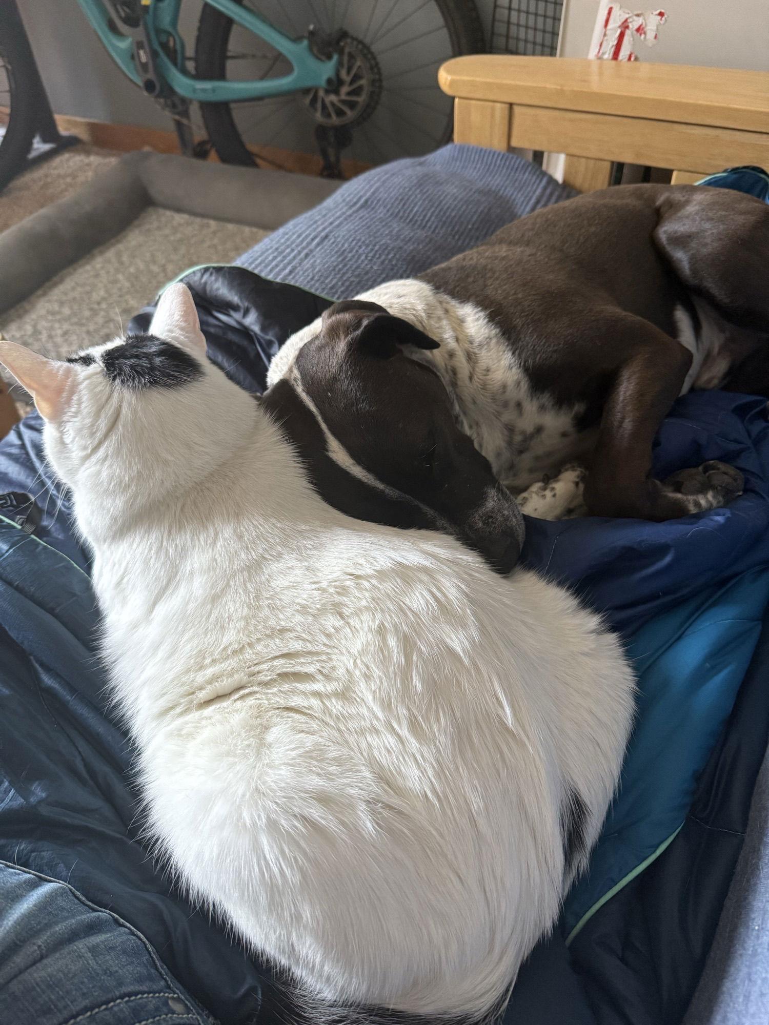 Waldo, Adoptable, Adult Male Australian Cattle Dog / Blue Heeler & Pit Bull Terrier.