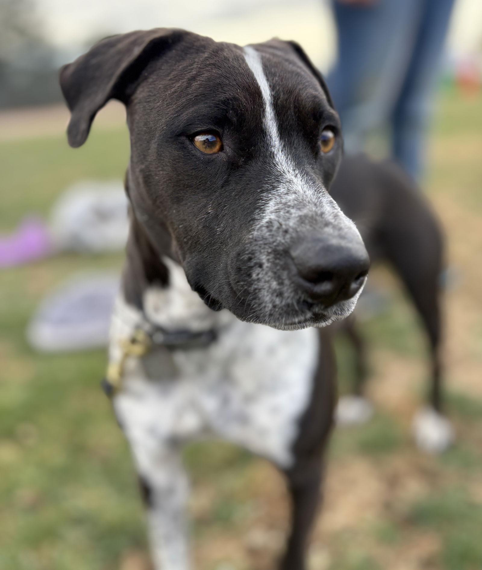 Waldo, Adoptable, Adult Male Australian Cattle Dog / Blue Heeler & Pit Bull Terrier.
