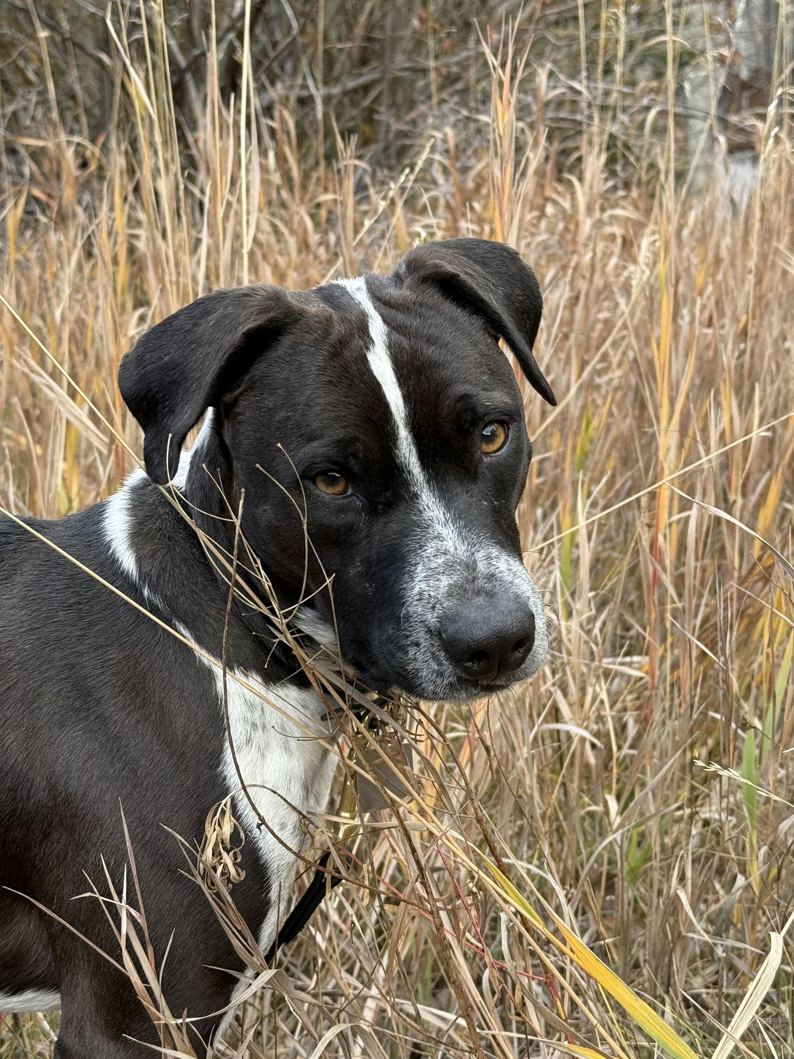 Enlarge Waldo, a Adoptable mixed breed in Evergreen, CO image 2/3